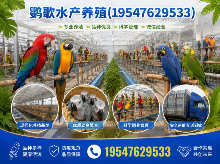 郫都区合规鹦鹉养殖展示图