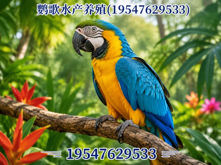 郫都区非洲灰鹦鹉展示图
