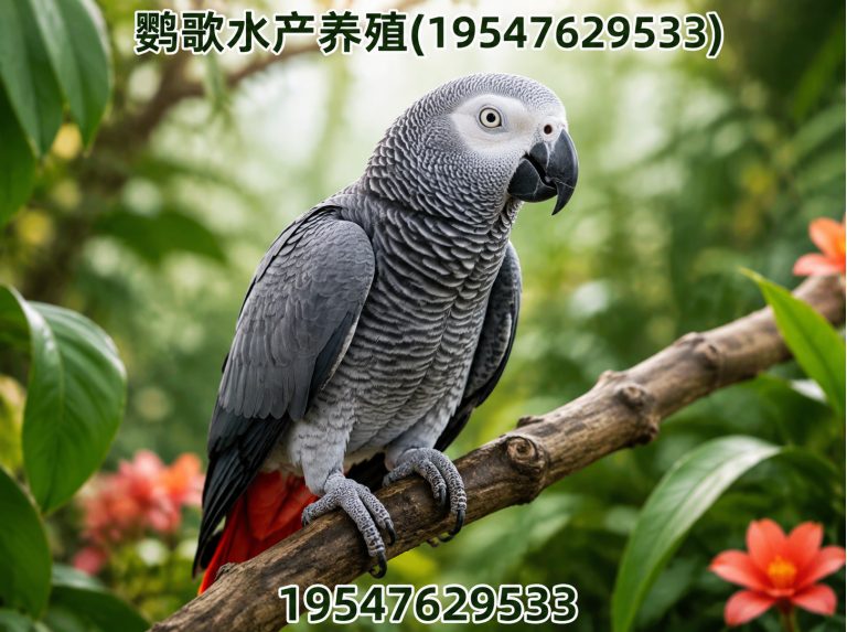 郫都区中大型鹦鹉繁育展示图